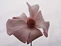Magnolia kobus Powsin IMG_5274 Magnolia japońska